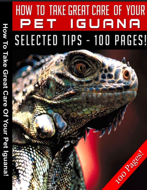 How To Take Great Care of Your Pet Iguana